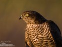 krahujec-obecny-133534-JB.jpg