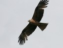 lunak-hnedy-41249.jpg