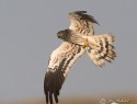 motak-luzni-89315.jpg