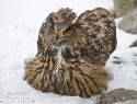 vyr-velky-96890.jpg