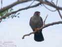 postolka-rudonoha-128053.jpg