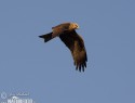 lunak-hnedy-86013.jpg