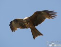 lunak-hnedy-89690.jpg