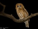 pustik-obecny-120507.jpg