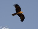 lunak-hnedy-86016.jpg