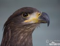 orel-morsky-67768.jpg