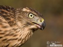jestrab-lesni-65377.jpg