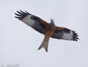 lunak-cerveny-67216.jpg