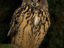 vyr-velky-120458.jpg